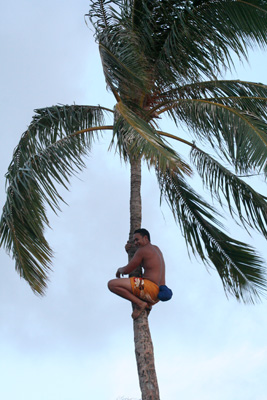 Climbing a coconut tree.