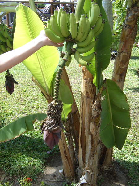 Banana or plantain?