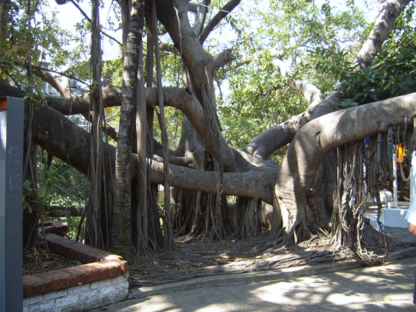 Rubber tree.