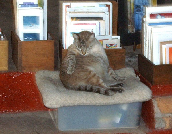 Fat Cat.